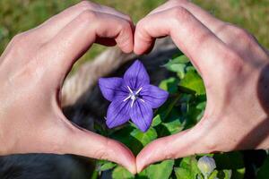 Purple platycodon flower outdoors, campanula, platycodon grandiflorus photo