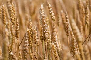 orejas de trigo en un cereal campo en verano, vástago y grano foto