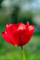 Red tulip in a garden in spring, love and health care concept, tulipa photo