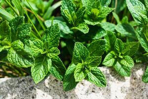 menta en un jardín, maravilloso aromático planta para el cocina, mentha spicata foto