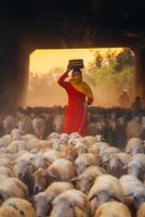 un local mujer y un grande oveja rebaño volviendo a el granero en el atardecer, después un día de alimentación en el montañas en ninh Thuan provincia, Vietnam. foto