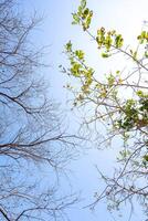 Concept of doubleness. Dead tree on one side and living tree on the different side. photo