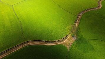 The many green rice fields separated by peasant paths, in summer and a sunny day photo