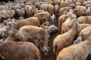 Herd of sheep on desert in Ninh Thuan province, Vietnam photo