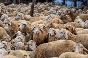 Herd of sheep on desert in Ninh Thuan province, Vietnam photo