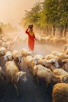 A local woman and a large sheep flock returning to the barn in the sunset, after a day of feeding in the mountains in Ninh Thuan Province, Vietnam. photo