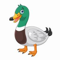 Cartoon mallard duck isolated on white background vector