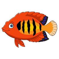 Flame angelfish on white background vector