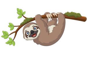 Cartoon sloth hanging on a tree branch vector