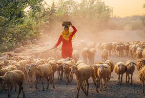 un local mujer y un grande oveja rebaño volviendo a el granero en el atardecer, después un día de alimentación en el montañas en ninh Thuan provincia, Vietnam. foto