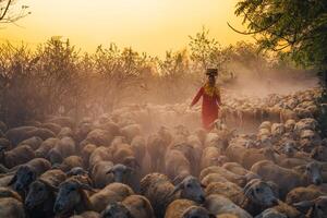 un local mujer y un grande oveja rebaño volviendo a el granero en el atardecer, después un día de alimentación en el montañas en ninh Thuan provincia, Vietnam. foto