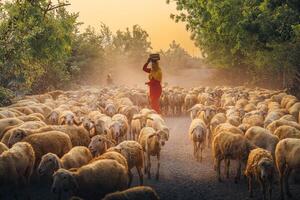 un local mujer y un grande oveja rebaño volviendo a el granero en el atardecer, después un día de alimentación en el montañas en ninh Thuan provincia, Vietnam. foto