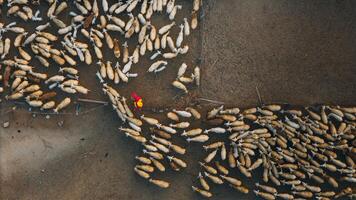 A local woman and a large sheep flock returning to the barn in the sunset, after a day of feeding in the mountains in Ninh Thuan Province, Vietnam. photo