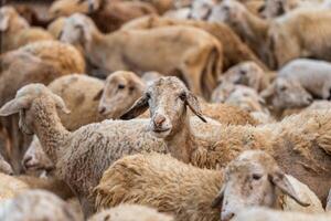 Herd of sheep on desert in Ninh Thuan province, Vietnam photo