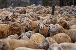 Herd of sheep on desert in Ninh Thuan province, Vietnam photo