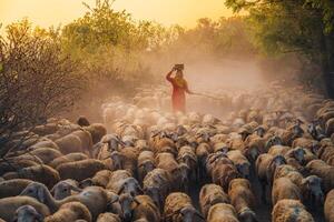 un local mujer y un grande oveja rebaño volviendo a el granero en el atardecer, después un día de alimentación en el montañas en ninh Thuan provincia, Vietnam. foto