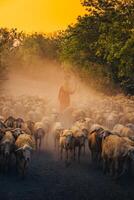 A local woman and a large sheep flock returning to the barn in the sunset, after a day of feeding in the mountains in Ninh Thuan Province, Vietnam. photo