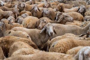 Herd of sheep on desert in Ninh Thuan province, Vietnam photo