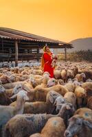 vietnamita mujer con Cordero en un campo, un oveja granja en el estepa zona en ninh Thuan provincia, Vietnam. foto