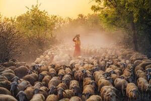 un local mujer y un grande oveja rebaño volviendo a el granero en el atardecer, después un día de alimentación en el montañas en ninh Thuan provincia, Vietnam. foto