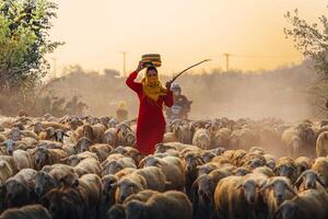 un local mujer y un grande oveja rebaño volviendo a el granero en el atardecer, después un día de alimentación en el montañas en ninh Thuan provincia, Vietnam. foto