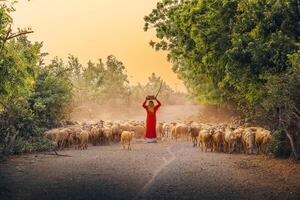 un local mujer y un grande oveja rebaño volviendo a el granero en el atardecer, después un día de alimentación en el montañas en ninh Thuan provincia, Vietnam. foto