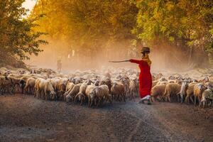 A local woman and a large sheep flock returning to the barn in the sunset, after a day of feeding in the mountains in Ninh Thuan Province, Vietnam. photo
