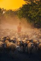 un local mujer y un grande oveja rebaño volviendo a el granero en el atardecer, después un día de alimentación en el montañas en ninh Thuan provincia, Vietnam. foto