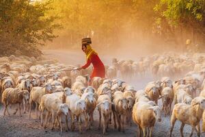 un local mujer y un grande oveja rebaño volviendo a el granero en el atardecer, después un día de alimentación en el montañas en ninh Thuan provincia, Vietnam. foto