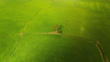 The many green rice fields separated by peasant paths, in summer and a sunny day photo