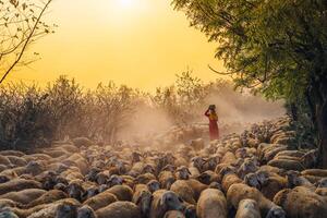 un local mujer y un grande oveja rebaño volviendo a el granero en el atardecer, después un día de alimentación en el montañas en ninh Thuan provincia, Vietnam. foto