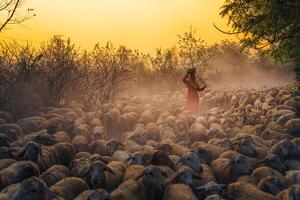 un local mujer y un grande oveja rebaño volviendo a el granero en el atardecer, después un día de alimentación en el montañas en ninh Thuan provincia, Vietnam. foto