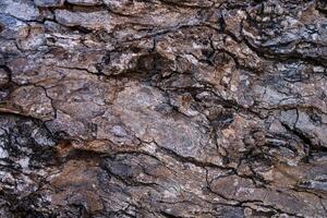 close up of tree bark pattern background photo