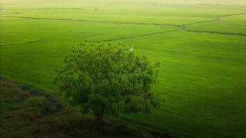 The many green rice fields separated by peasant paths, in summer and a sunny day photo