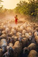 un local mujer y un grande oveja rebaño volviendo a el granero en el atardecer, después un día de alimentación en el montañas en ninh Thuan provincia, Vietnam. foto