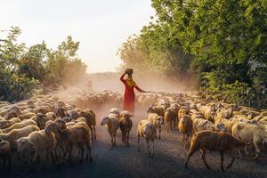 un local mujer y un grande oveja rebaño volviendo a el granero en el atardecer, después un día de alimentación en el montañas en ninh Thuan provincia, Vietnam. foto