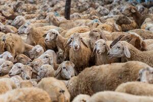 manada de oveja en Desierto en ninh Thuan provincia, Vietnam foto