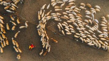A local woman and a large sheep flock returning to the barn in the sunset, after a day of feeding in the mountains in Ninh Thuan Province, Vietnam. photo