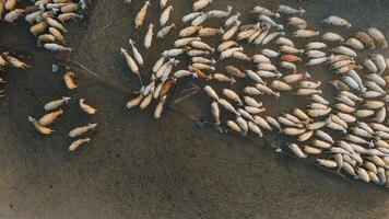 Herd of sheep on desert in Ninh Thuan province, Vietnam photo