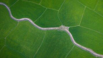 The many green rice fields separated by peasant paths, in summer and a sunny day photo