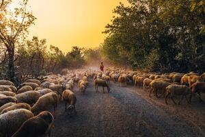 A local woman and a large sheep flock returning to the barn in the sunset, after a day of feeding in the mountains in Ninh Thuan Province, Vietnam. photo