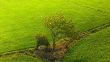 The many green rice fields separated by peasant paths, in summer and a sunny day photo