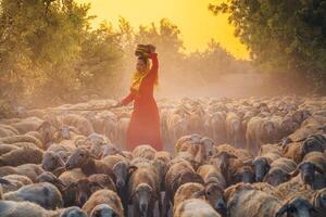 un local mujer y un grande oveja rebaño volviendo a el granero en el atardecer, después un día de alimentación en el montañas en ninh Thuan provincia, Vietnam. foto