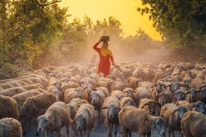 un local mujer y un grande oveja rebaño volviendo a el granero en el atardecer, después un día de alimentación en el montañas en ninh Thuan provincia, Vietnam. foto