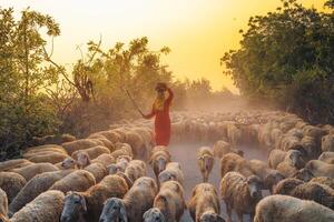 un local mujer y un grande oveja rebaño volviendo a el granero en el atardecer, después un día de alimentación en el montañas en ninh Thuan provincia, Vietnam. foto