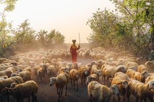 A local woman and a large sheep flock returning to the barn in the sunset, after a day of feeding in the mountains in Ninh Thuan Province, Vietnam. photo