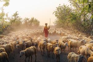 un local mujer y un grande oveja rebaño volviendo a el granero en el atardecer, después un día de alimentación en el montañas en ninh Thuan provincia, Vietnam. foto