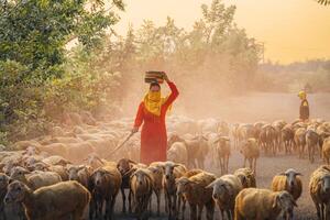 un local mujer y un grande oveja rebaño volviendo a el granero en el atardecer, después un día de alimentación en el montañas en ninh Thuan provincia, Vietnam. foto