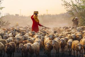 A local woman and a large sheep flock returning to the barn in the sunset, after a day of feeding in the mountains in Ninh Thuan Province, Vietnam. photo