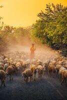 un local mujer y un grande oveja rebaño volviendo a el granero en el atardecer, después un día de alimentación en el montañas en ninh Thuan provincia, Vietnam. foto